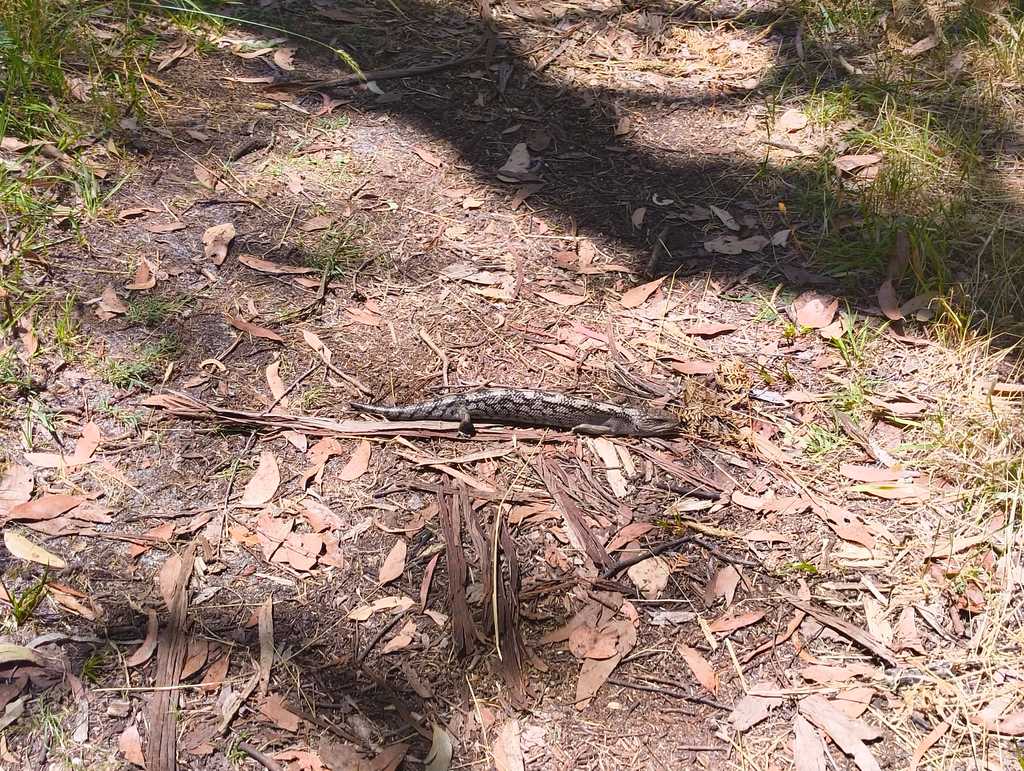 A friendly blue tounge lizard