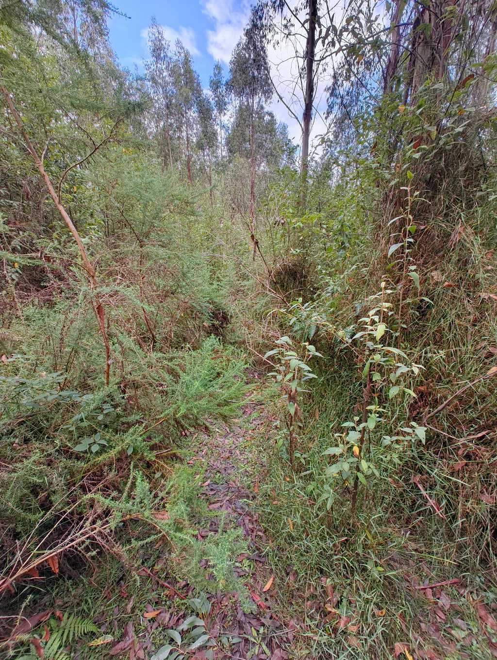 Trying to spot the path through the overgrown bush