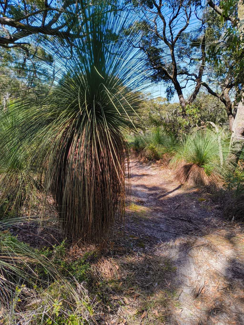 A grass tree beside the trail