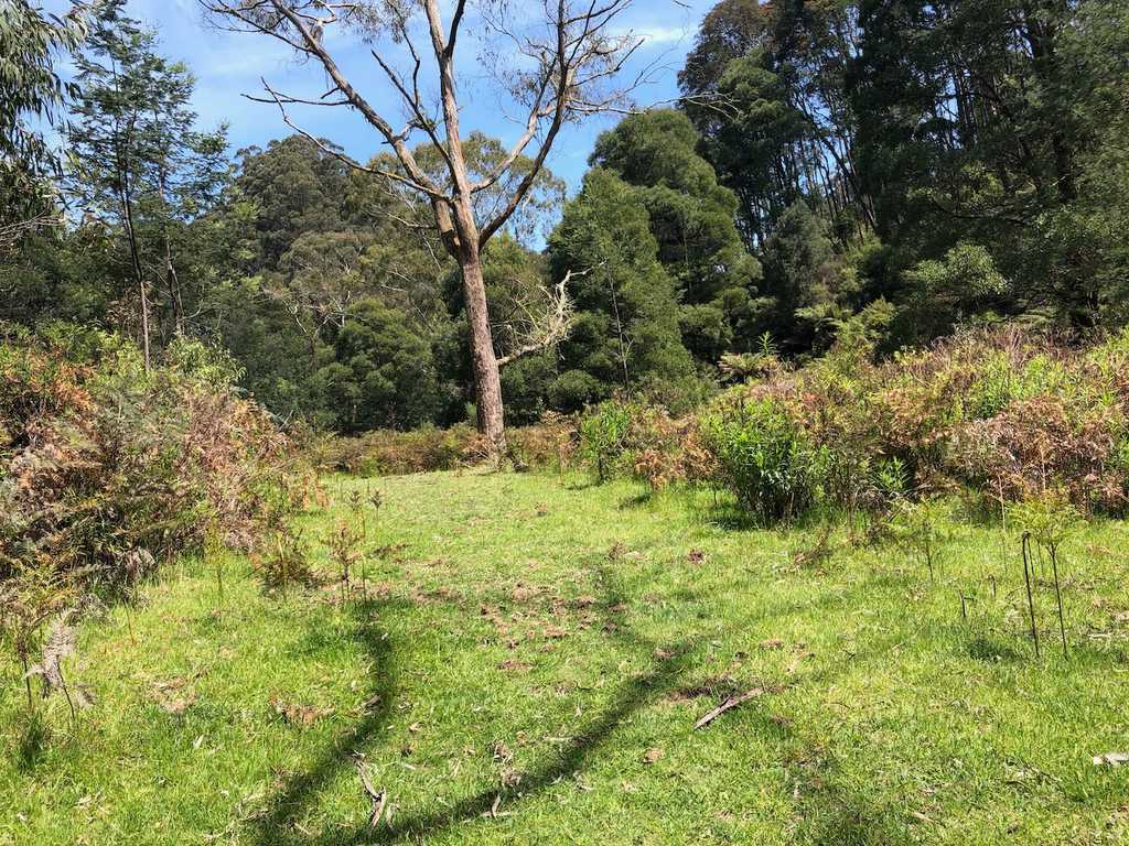 Grassy clearing of Moonlight Link Track